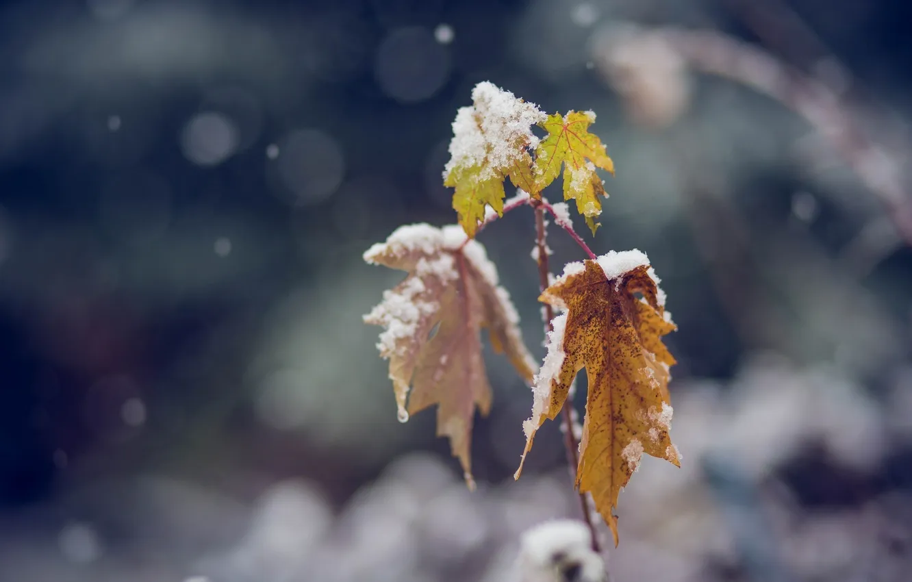 Фото обои холод, зима, листья, цвета, макро, снег, ветка