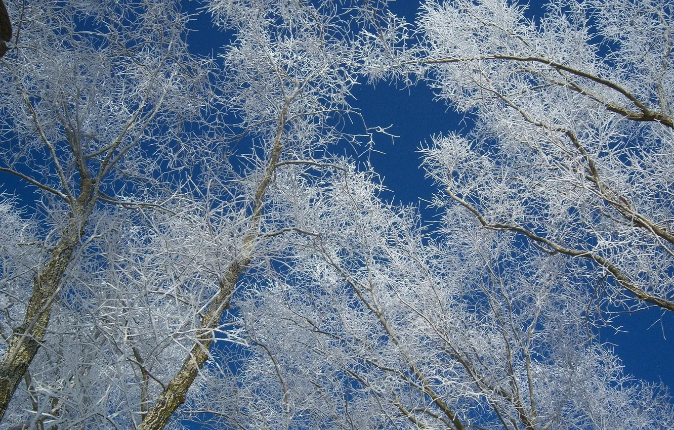 Фото обои зима, иней, небо, деревья, ветки