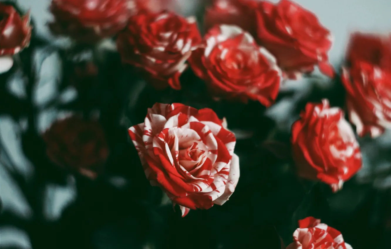 Фото обои цветы, розы, красота, красные, red, rose, flowers, beauty