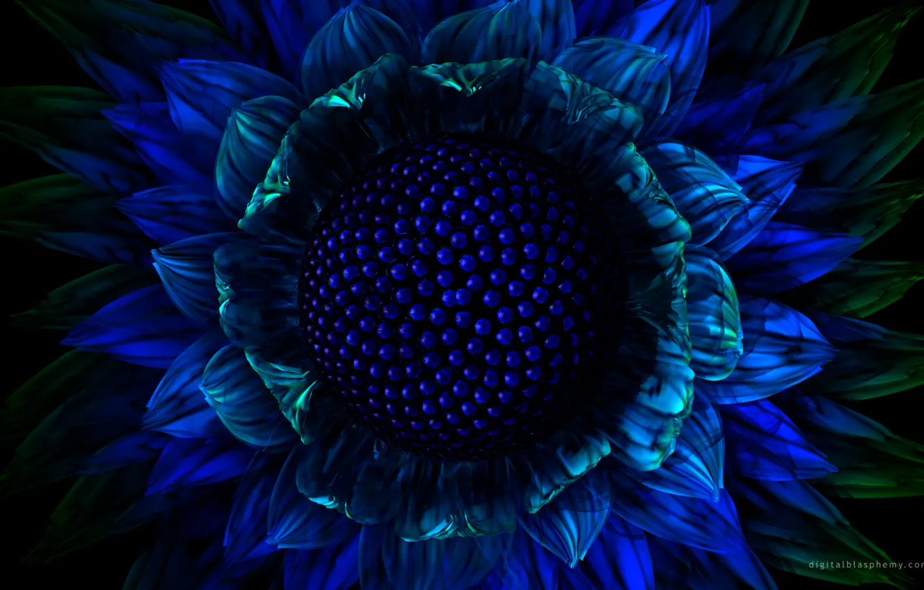 Фото обои цветок, синий, графика