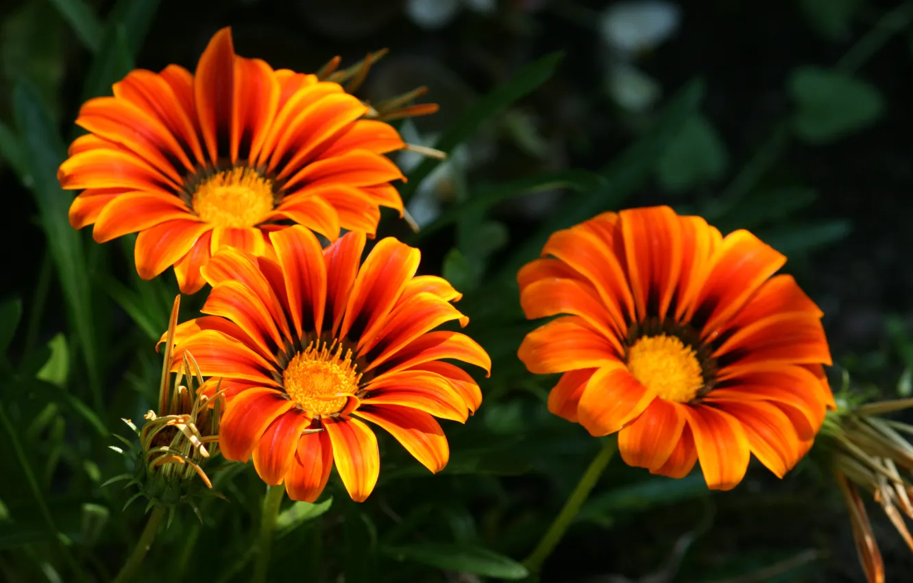 Фото обои Цветы, оранжевые, flowers, orange