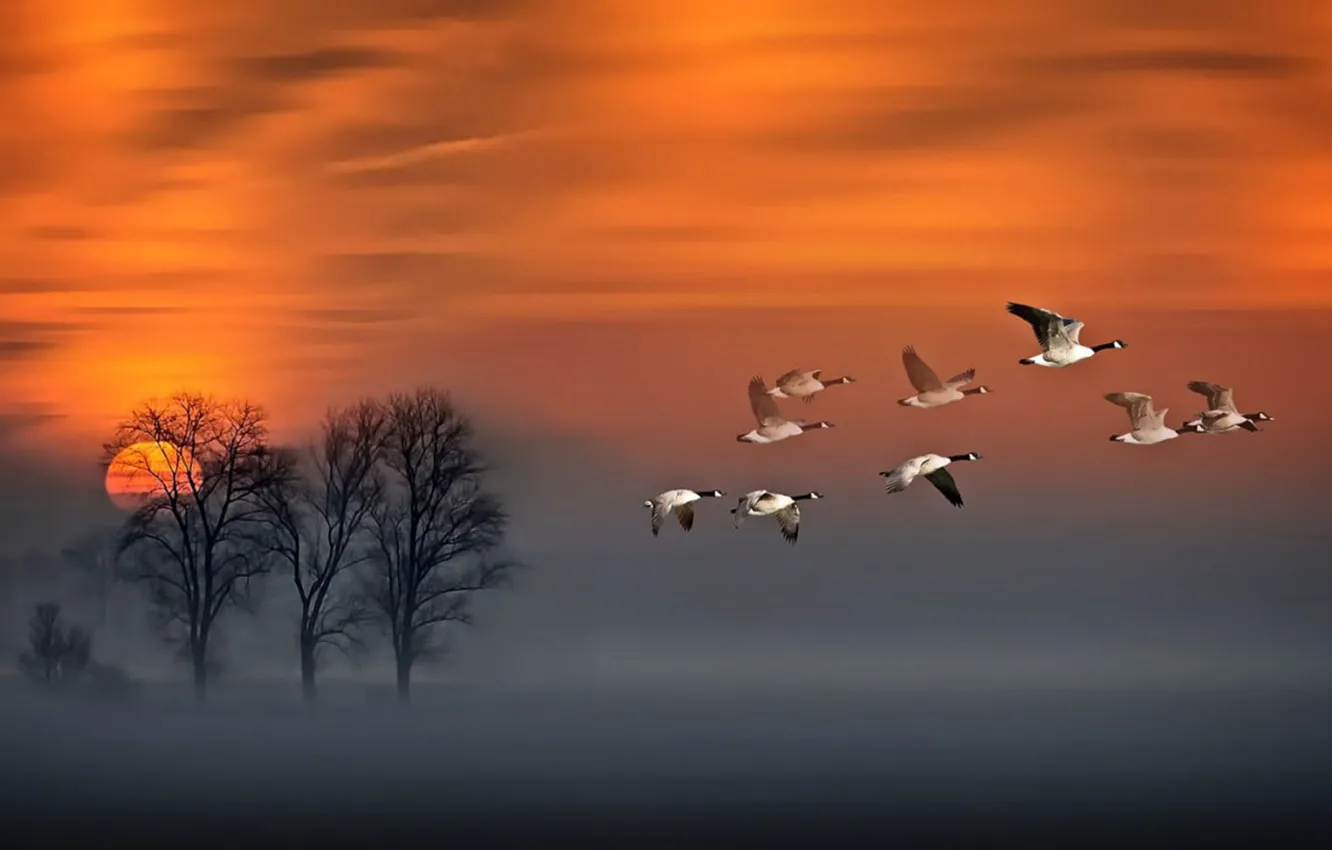 Фото обои red, sky, sunset, wood, flight, fog, geese in flight