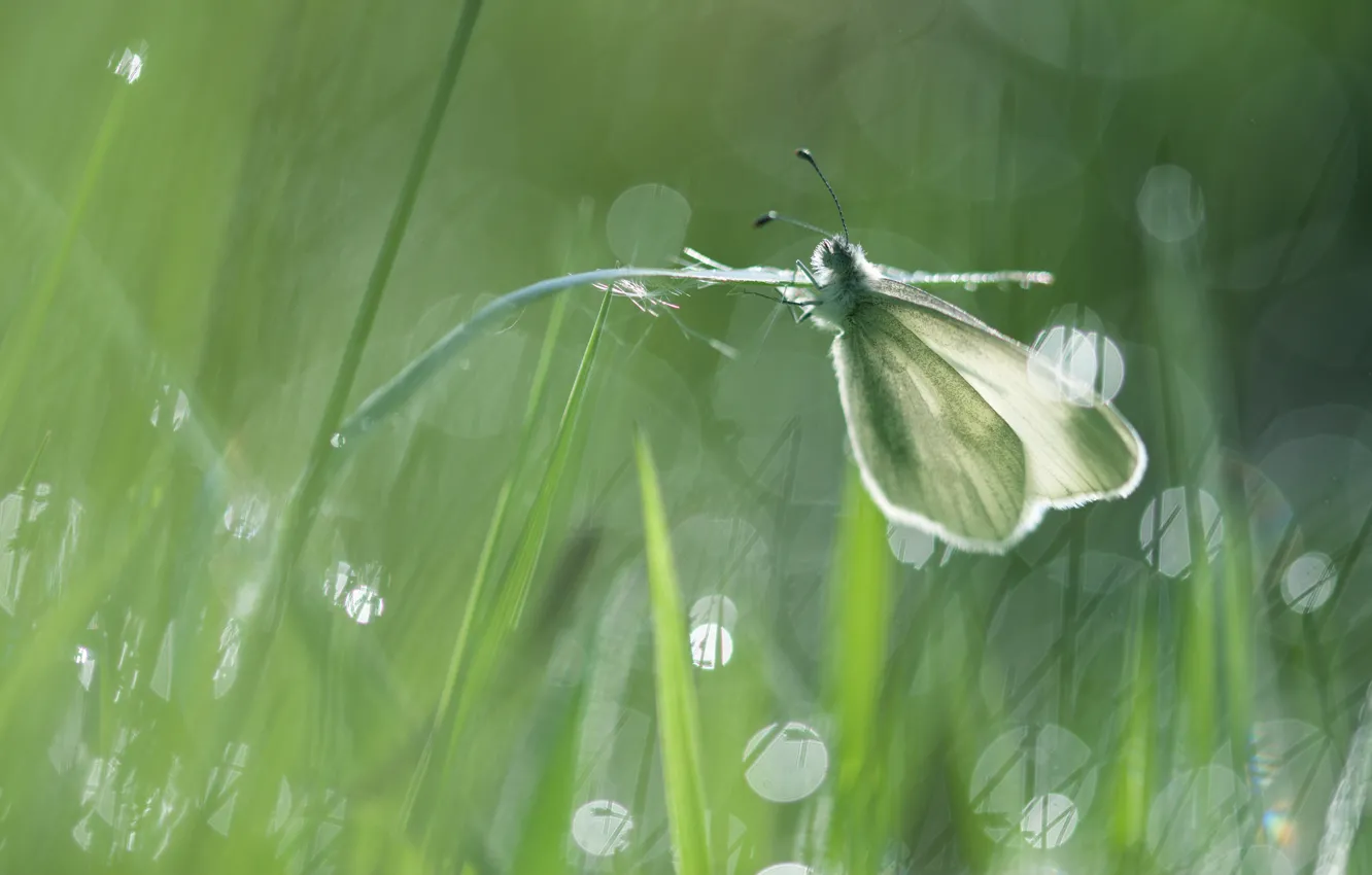 Фото обои трава, макро, свет, зеленый, блики, фон, бабочка, стебель
