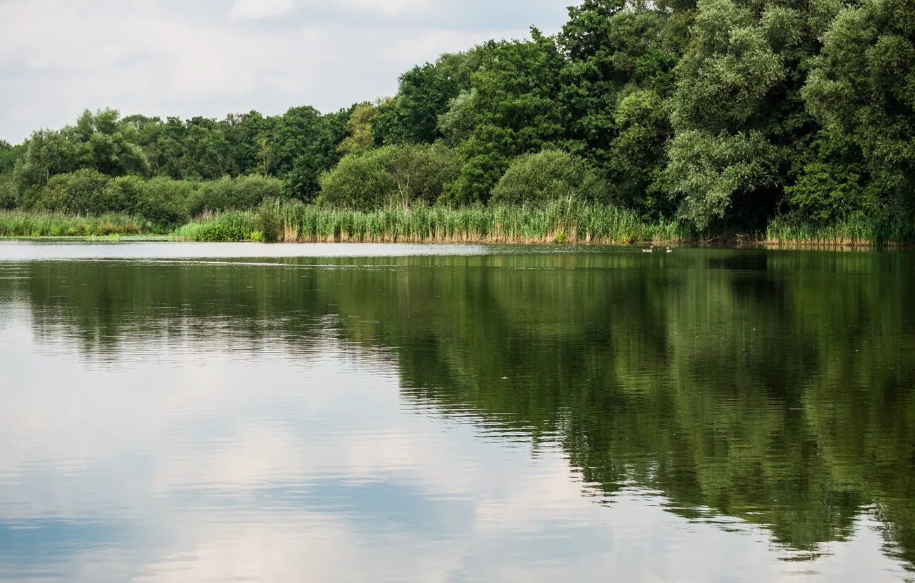 Фото обои лес, природа, озеро, Nature, trees, lake