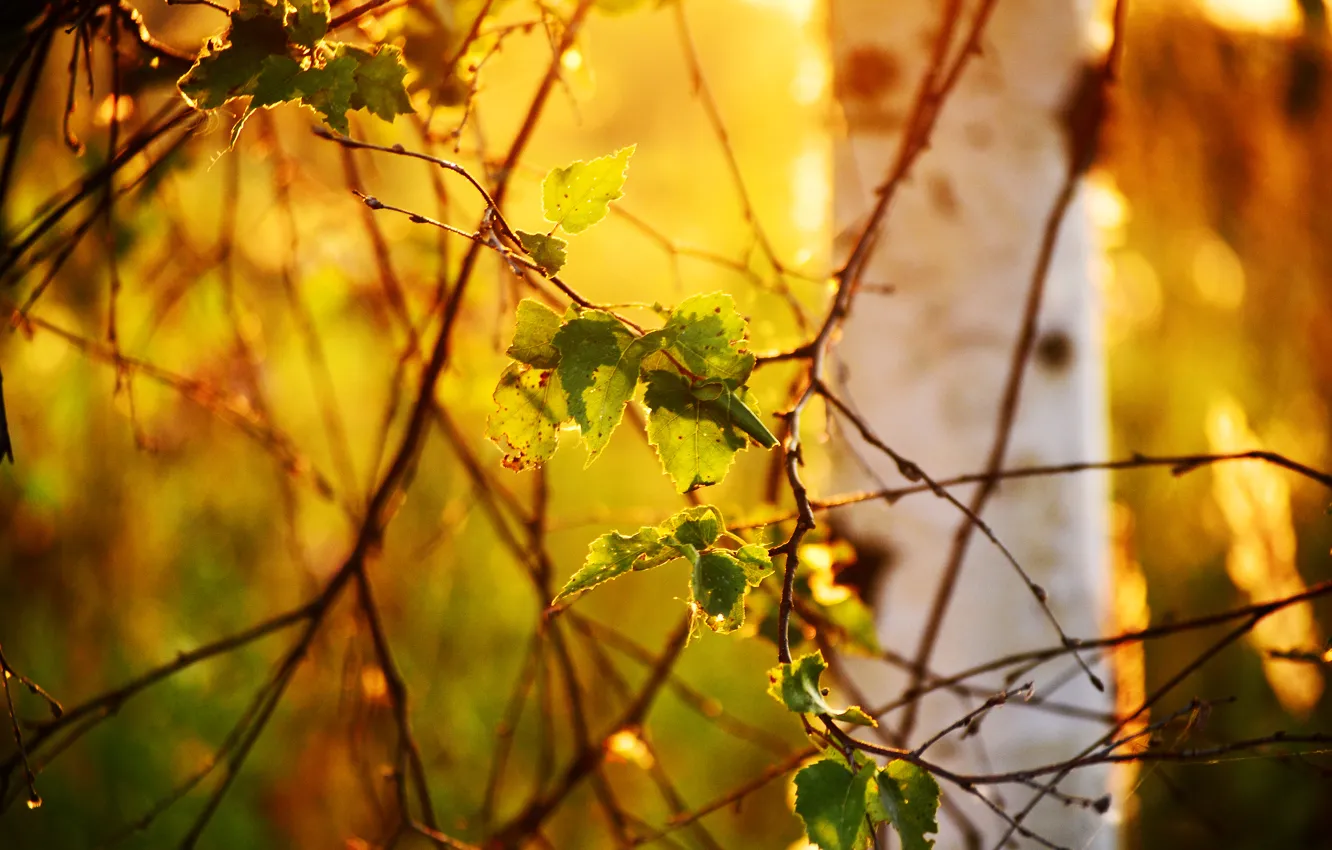 Фото обои листья, свет, природа, дерево, ветви, береза, боке