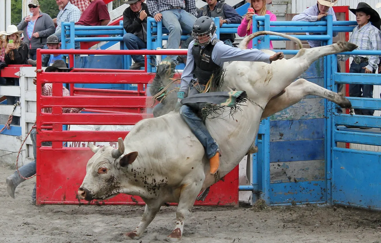 Фото обои спорт, бык, Small town rodeo