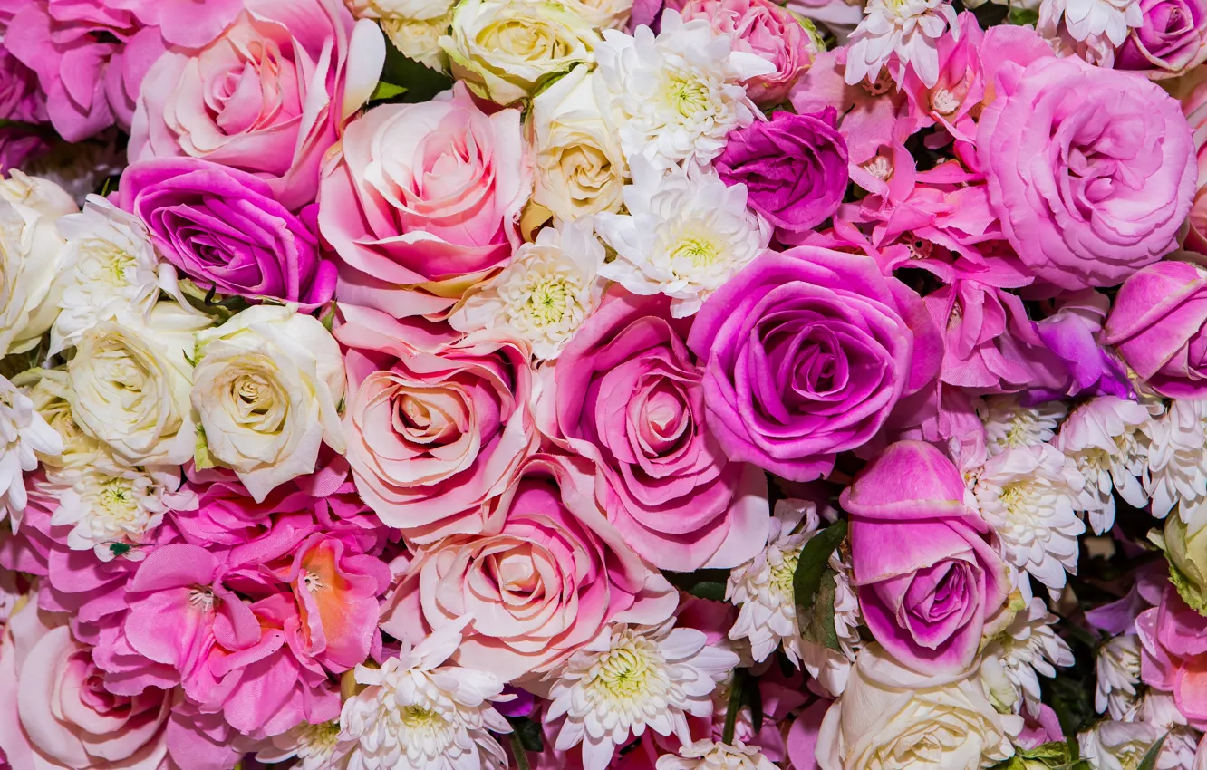 Фото обои цветы, фон, розы, colorful, розовые, white, белые, бутоны