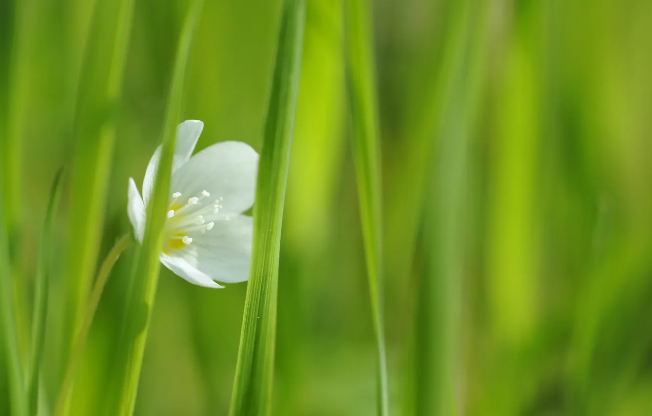 Фото обои белый, цветок, трава, один, зеленая