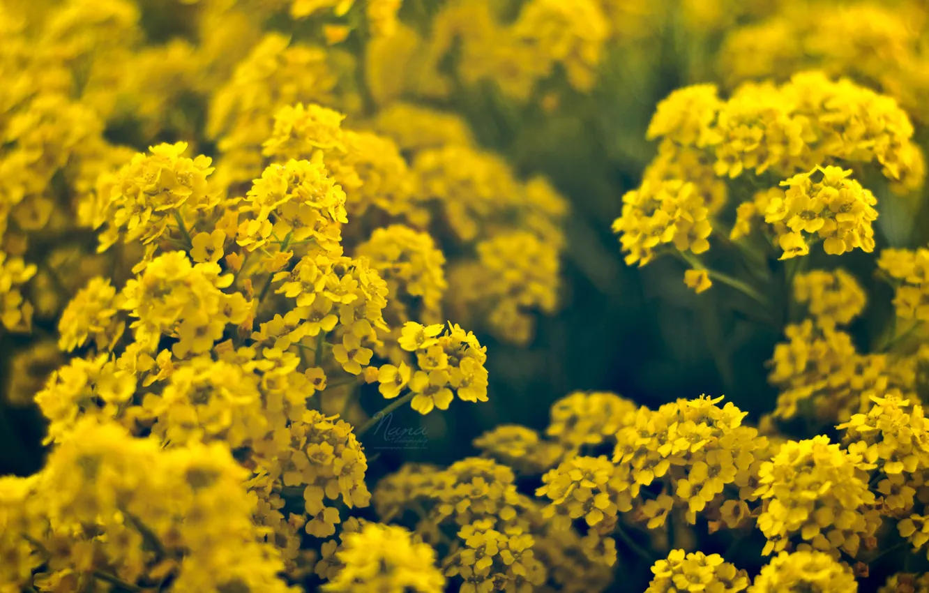 Фото обои цветы, желтые, мелкие