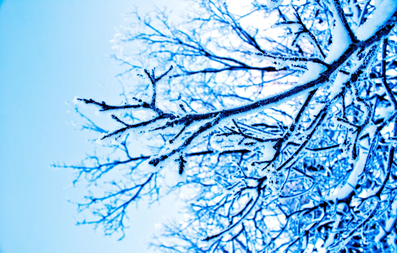Фото обои зима, снег, ветки, природа