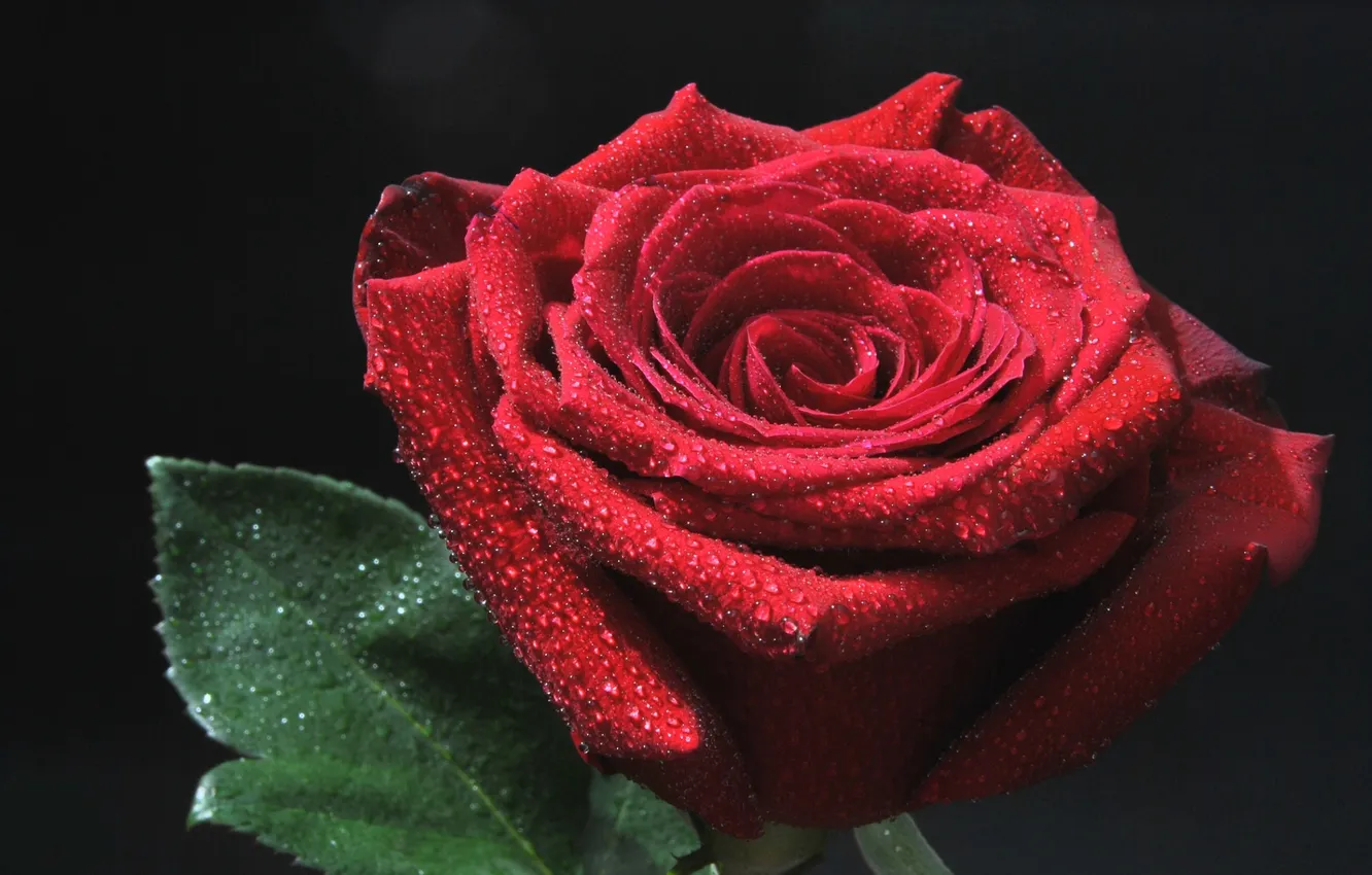 Фото обои капли, красный, роза, бутон