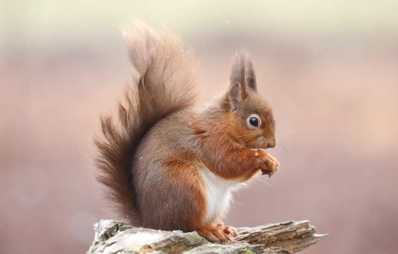 Фото обои фон, пень, белка, сидит