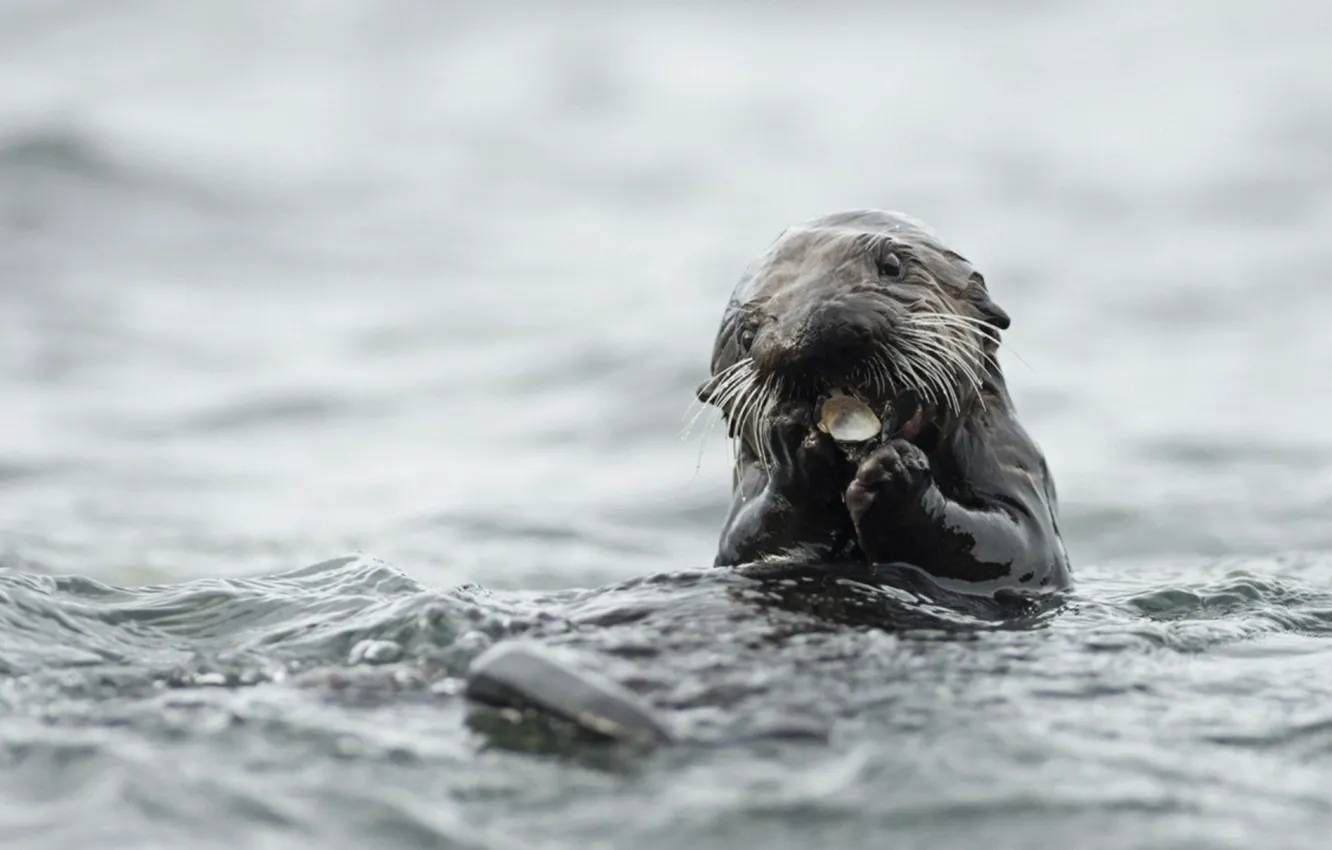 Фото обои animal, wildlife, otter, eating otter