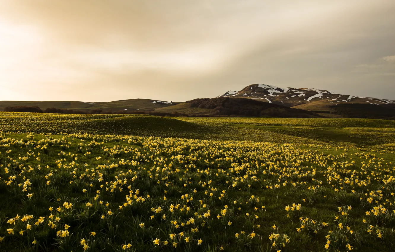 Фото обои поле, облака, цветы, горы, весна, нарциссы