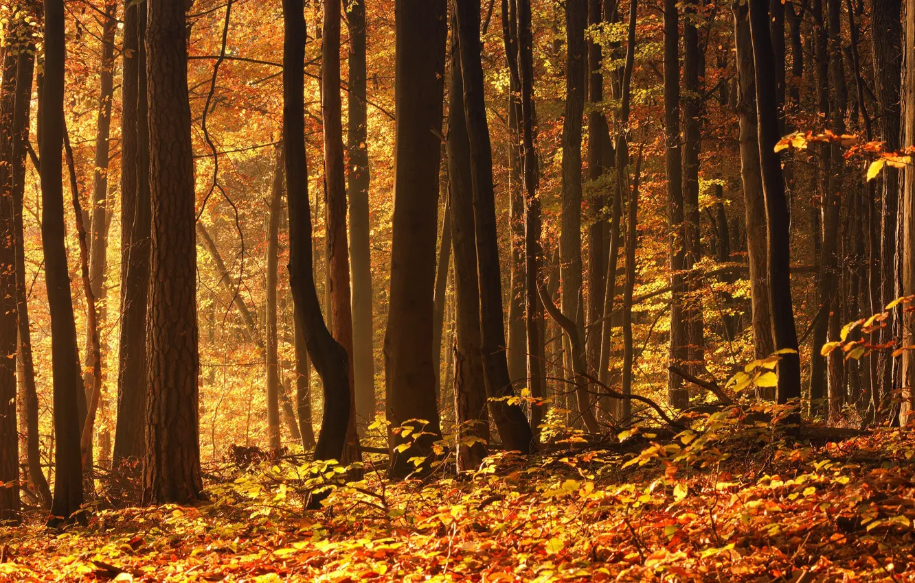 Фото обои осень, лес, листва, октябрь