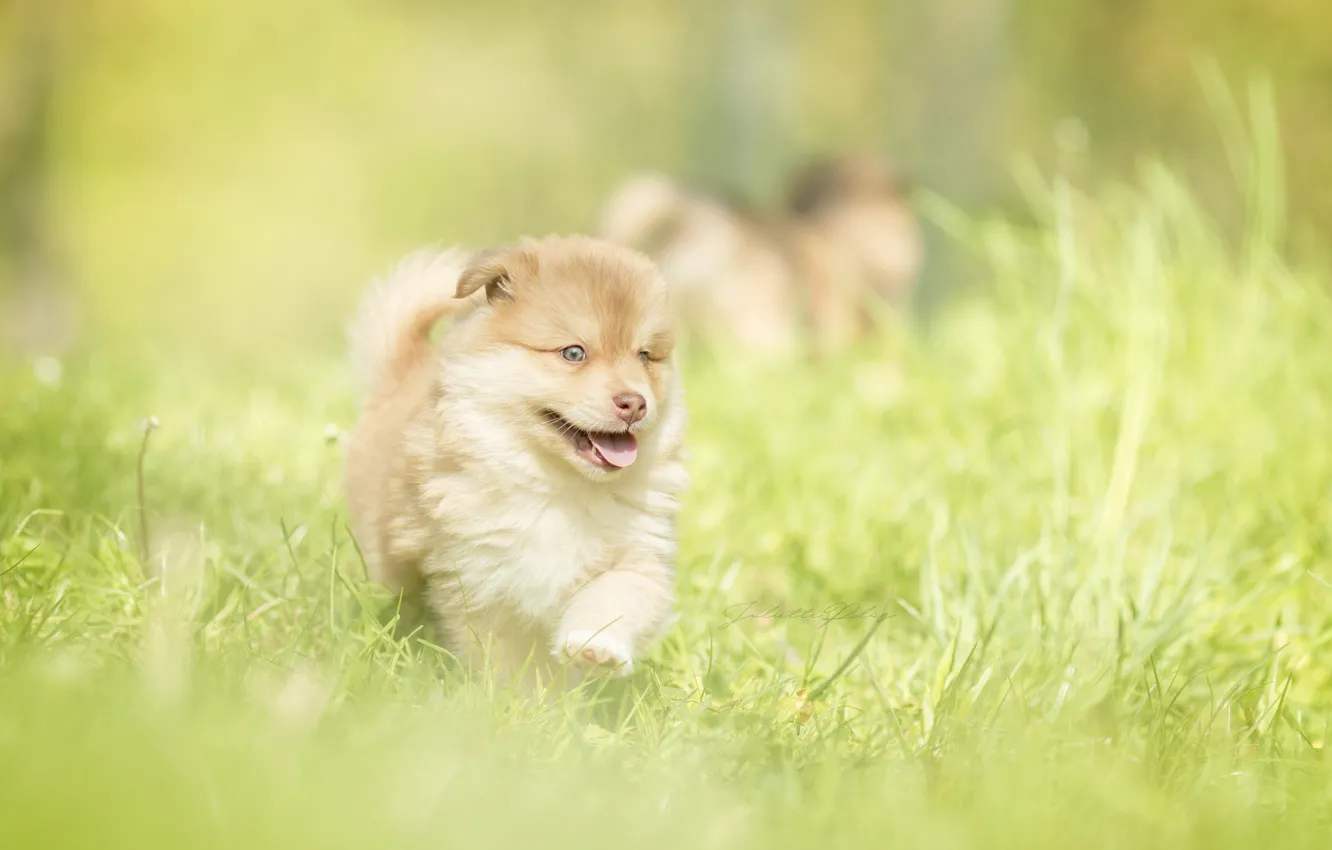 Фото обои трава, малыш, щенок, прогулка, боке, пёсик