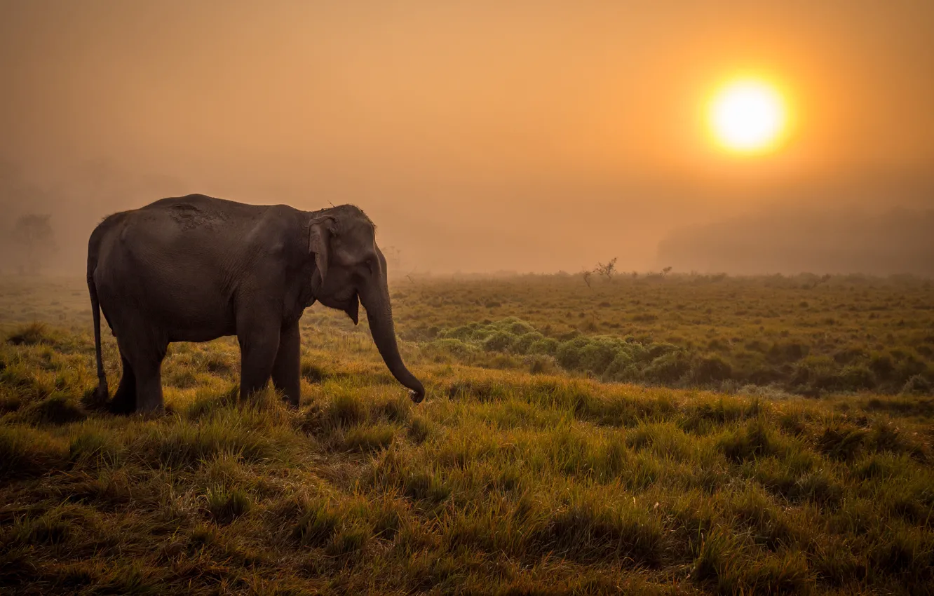 Фото обои туман, восход, слон, саванна