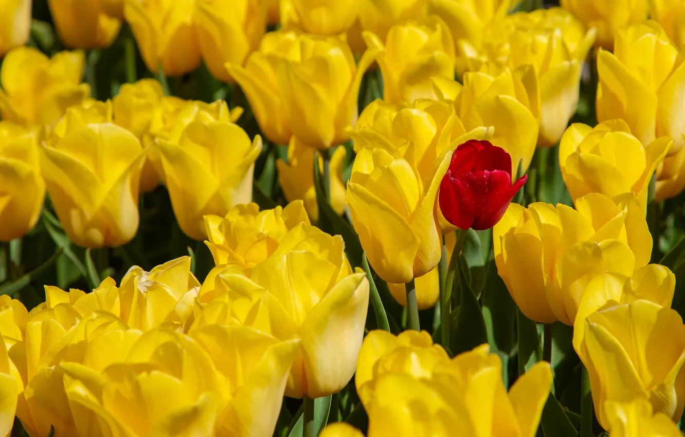Фото обои красный, тюльпан, желтые, тюльпаны, много