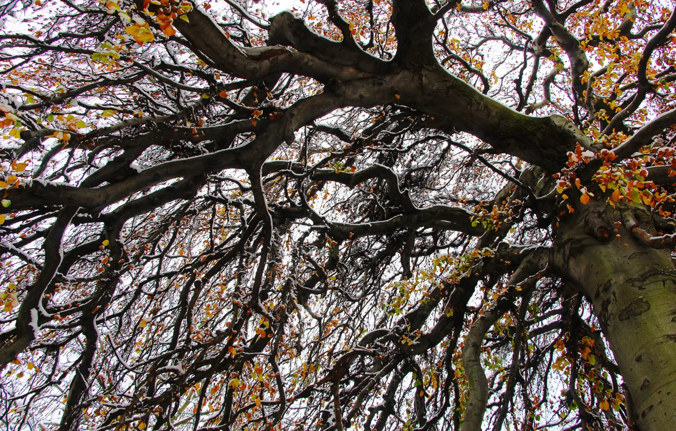 Фото обои forest, park, tree, twig