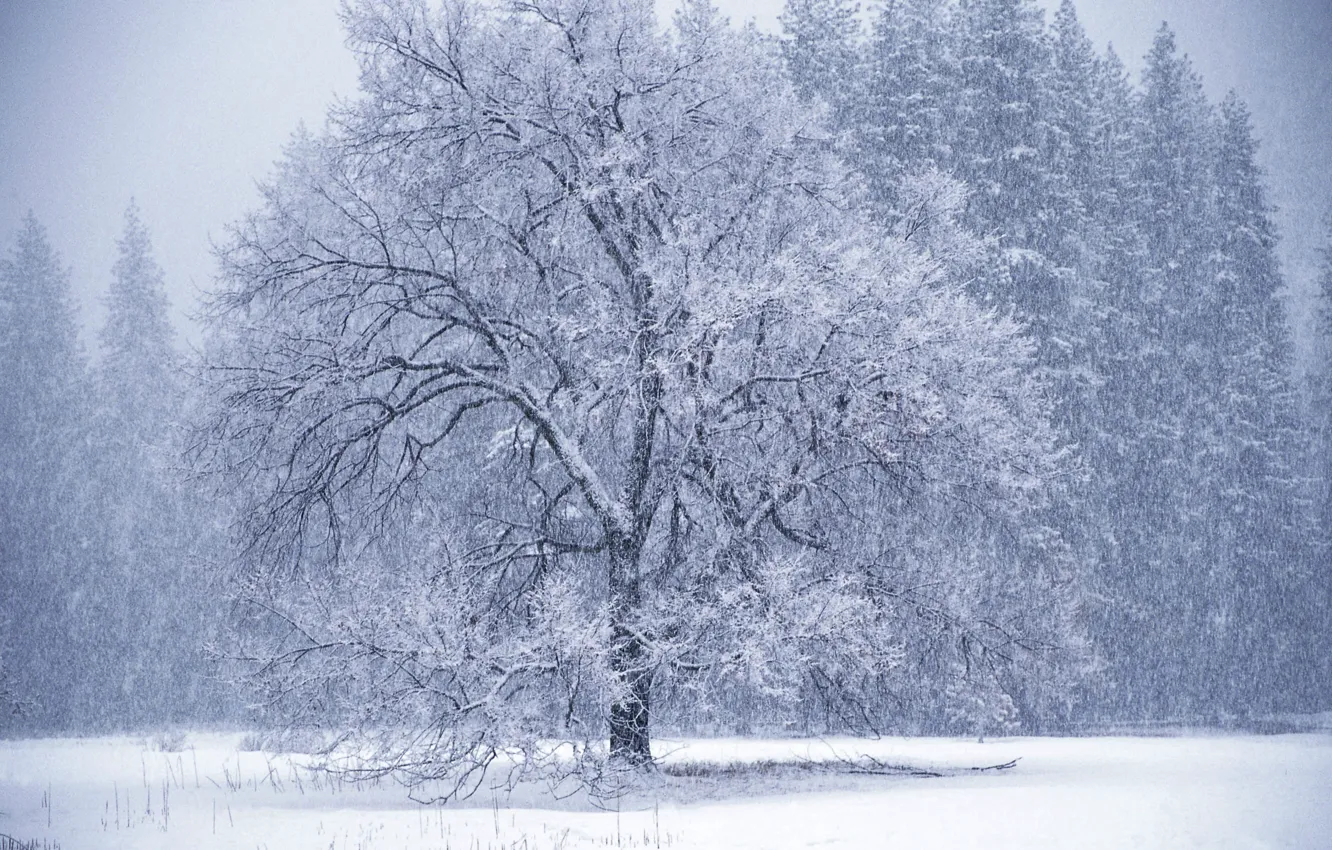Фото обои зима, дерево, метель