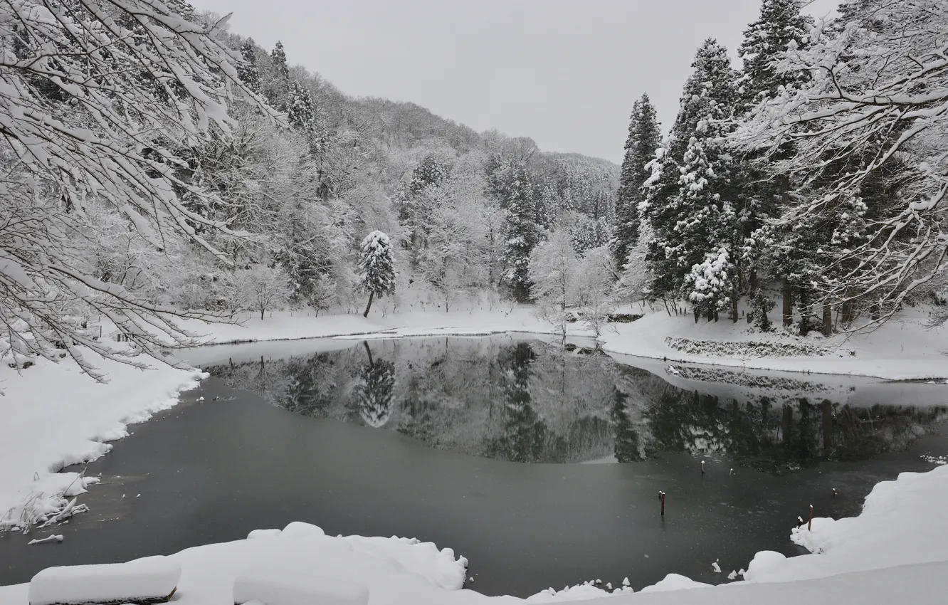 Фото обои Зима, Деревья, Снег, Пруд, Полынья