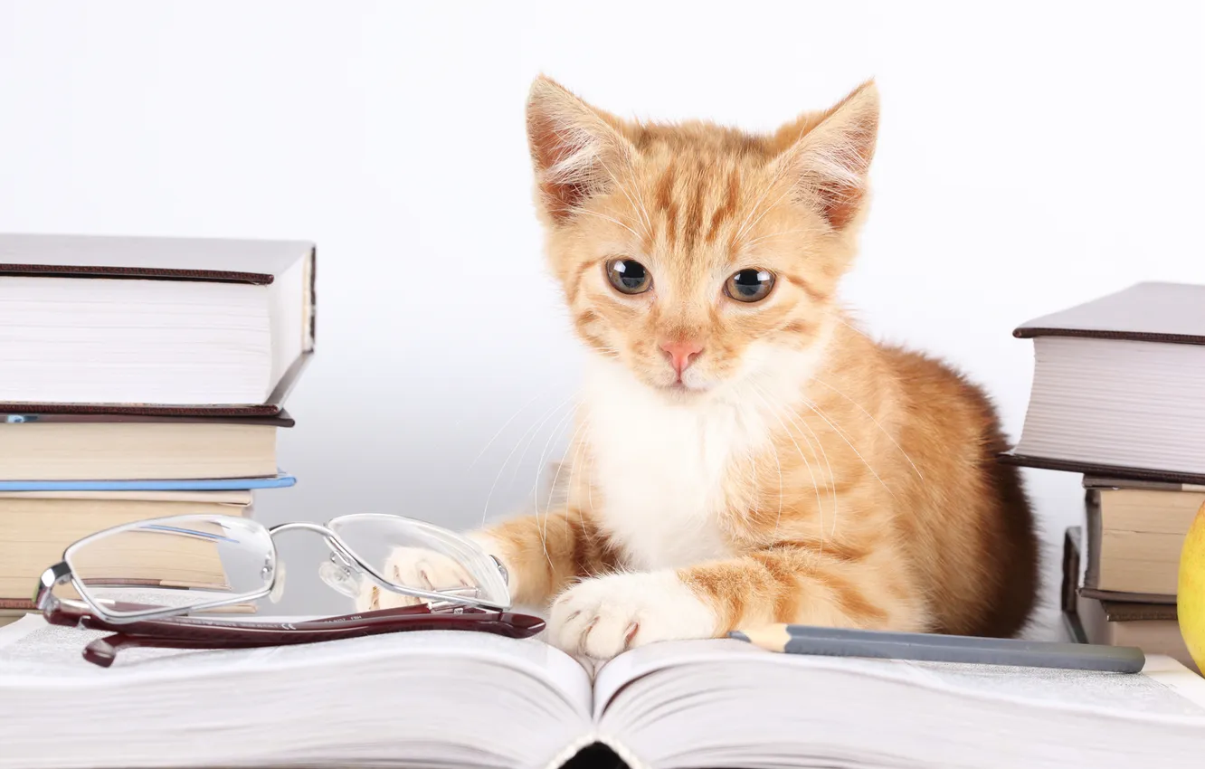Фото обои кот, взгляд, книги, очки, полосатый