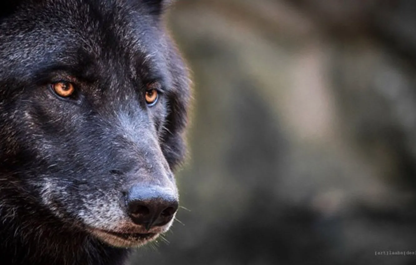 Фото обои Predator, nature, animal, wolf, canis lupus, wildlife, Black Wolf, portrait.