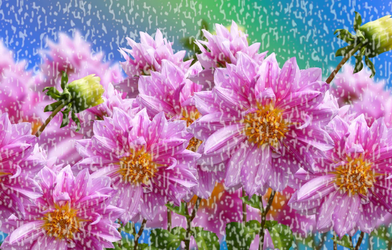 Фото обои Kwiaty, Kolorowe, Deszcz