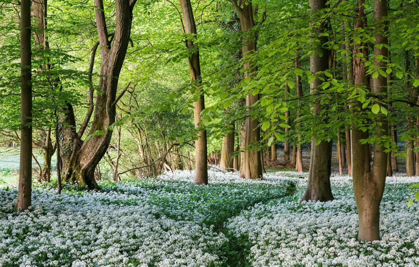 Фото обои лес, цветы, черемша