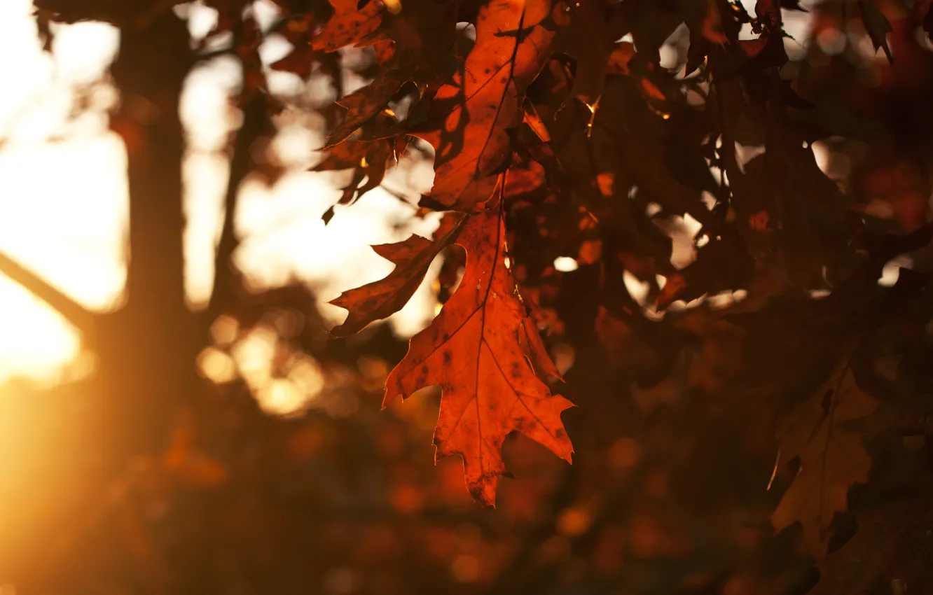 Фото обои осень, небо, листья, солнце, лучи, деревья, закат, Лист