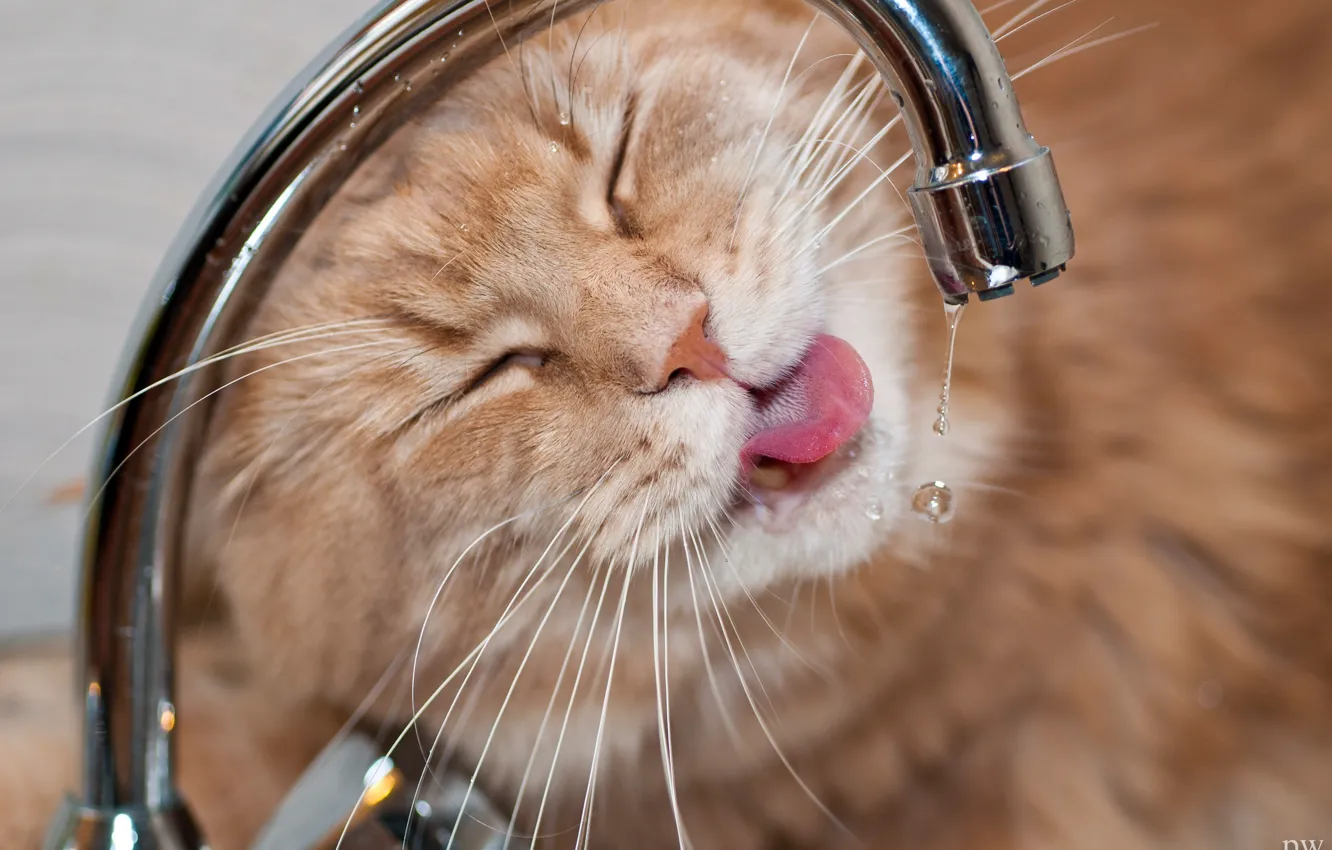 Фото обои кот, морда, вода, капли, жажда, кран, котэ, мейн-кун