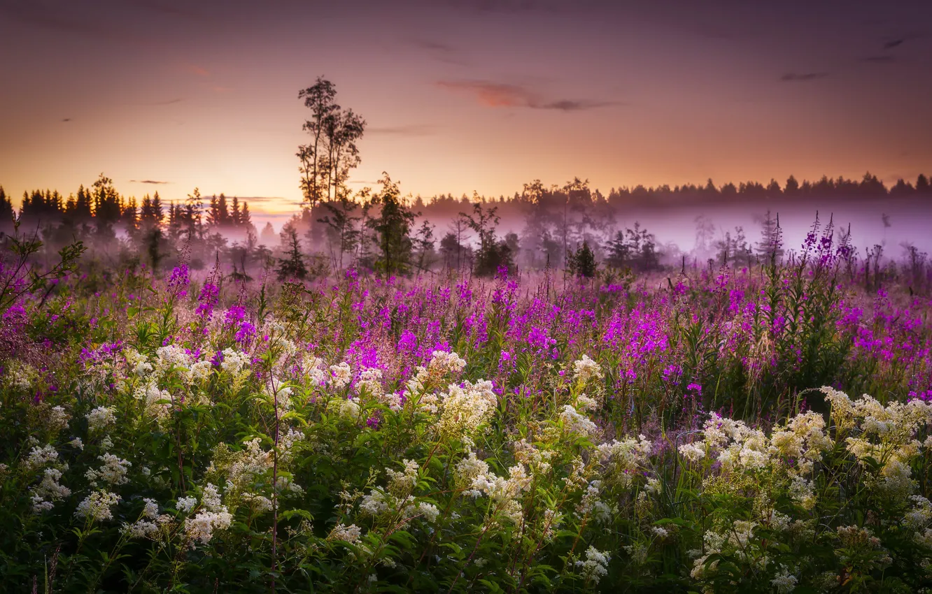 Фото обои поле, цветы, туман
