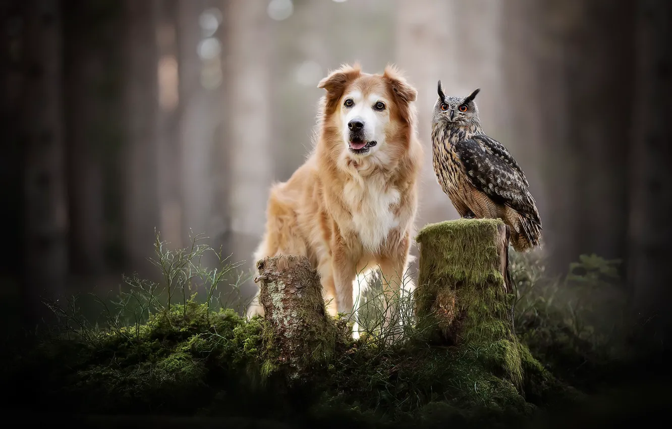 Фото обои лес, природа, птица, собака