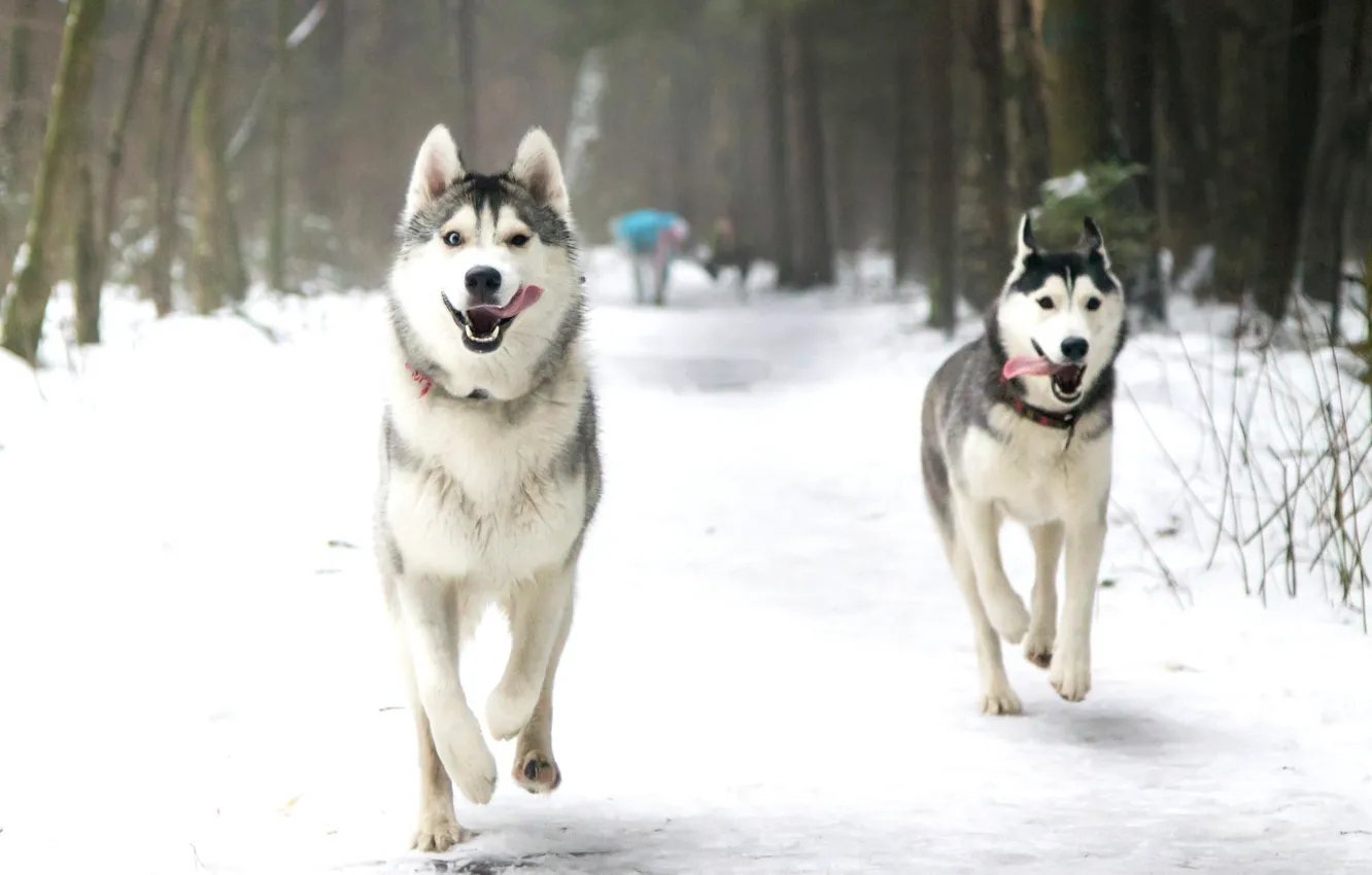 Фото обои зима, язык, собаки, снег, парк, бег, хаски, лайка