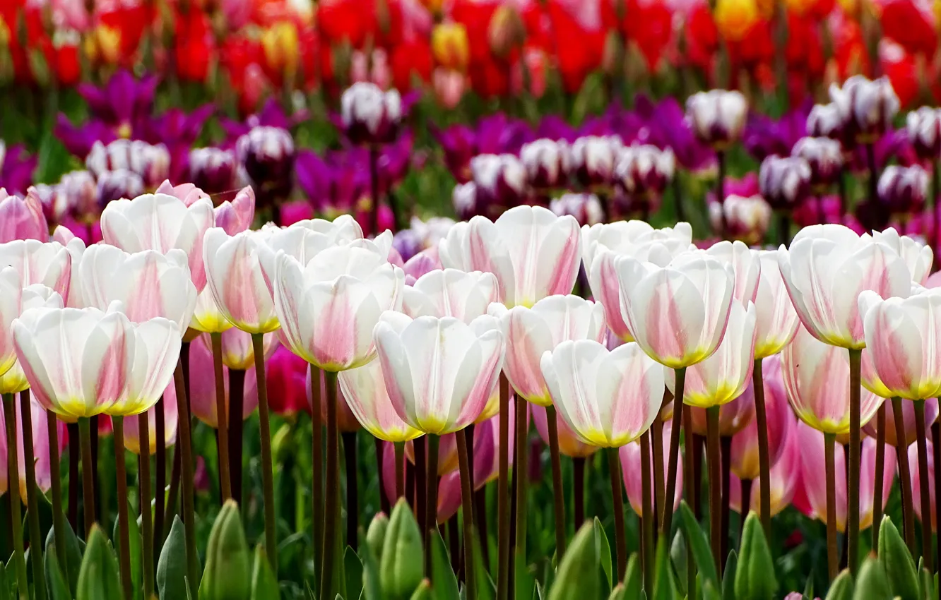 Фото обои весна, тюльпаны, spring, Tulips