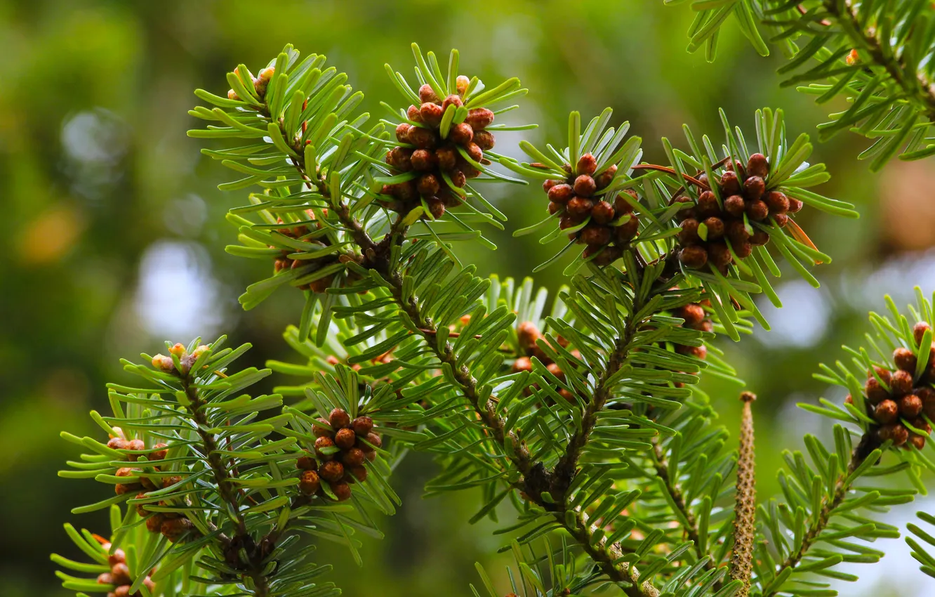 Фото обои green, pine, twig, coniferous