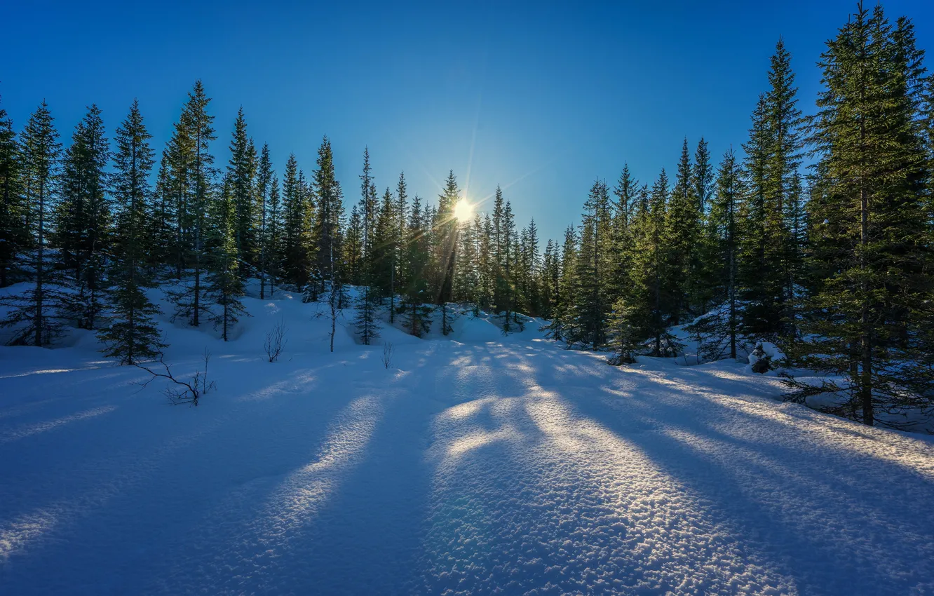 Фото обои зима, лес, небо, солнце, лучи, снег, деревья