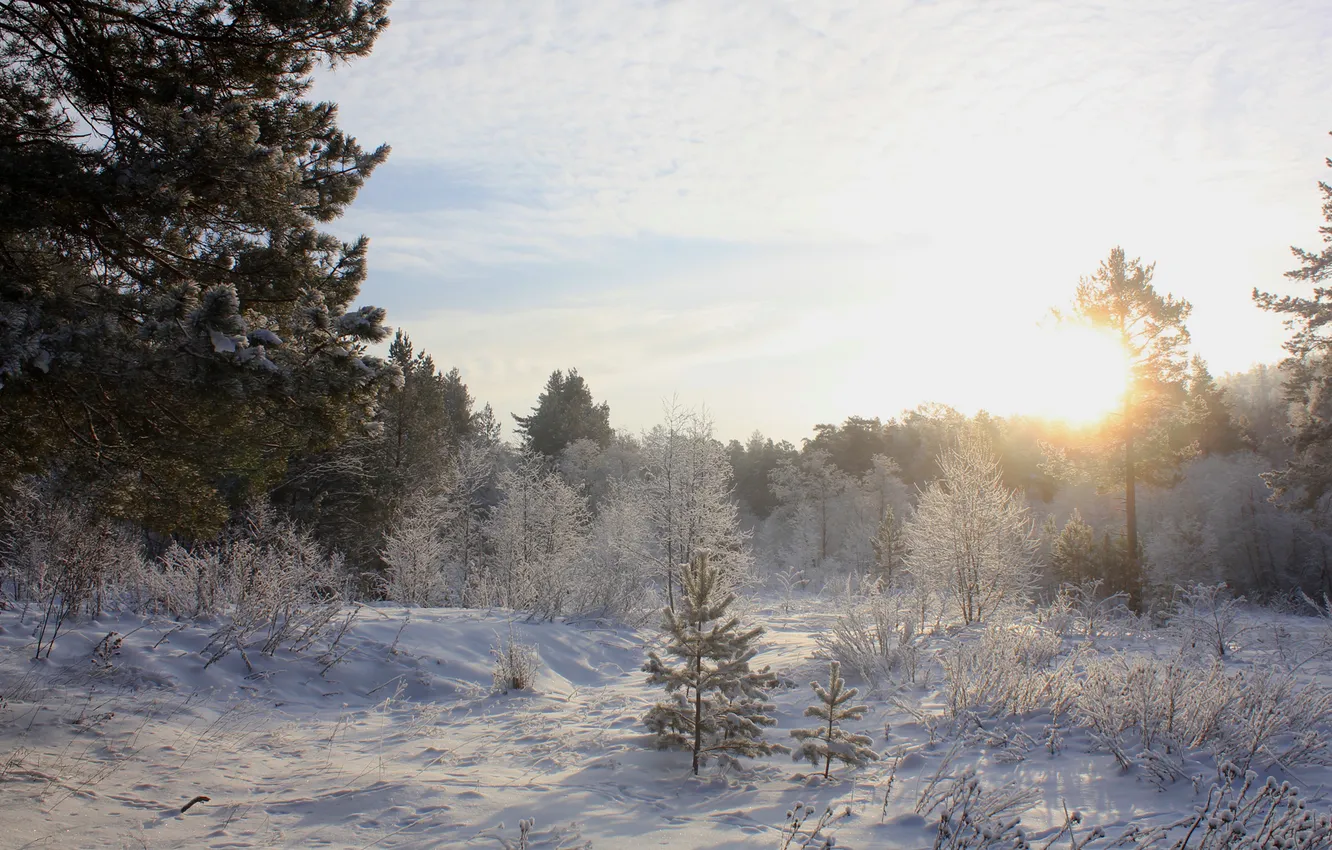 Фото обои холод, зима, лес, солнце, снег, деревья, ель