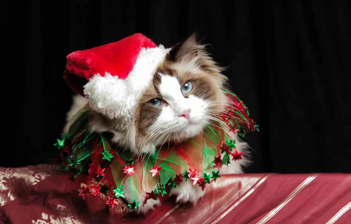 Фото обои christmas, cat, cute, costume