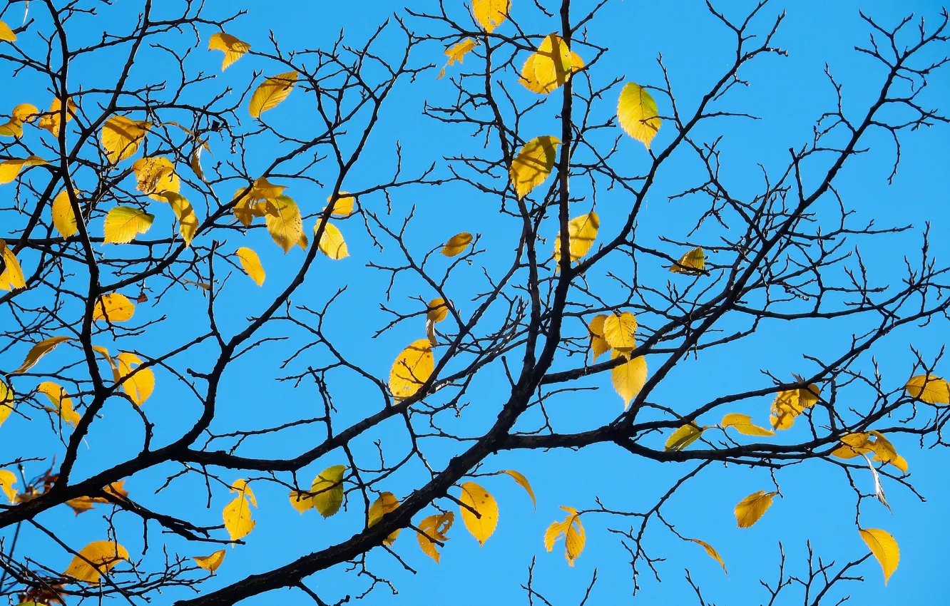 Фото обои небо, листья, природа, дерево, widescreen, обои, wallpaper, широкоформатные