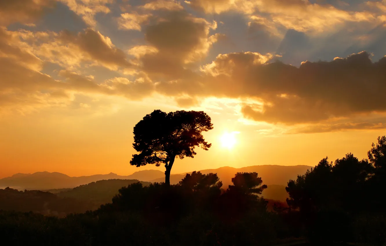 Фото обои Закат, Солнце, Облака, Дерево, Golden Sun