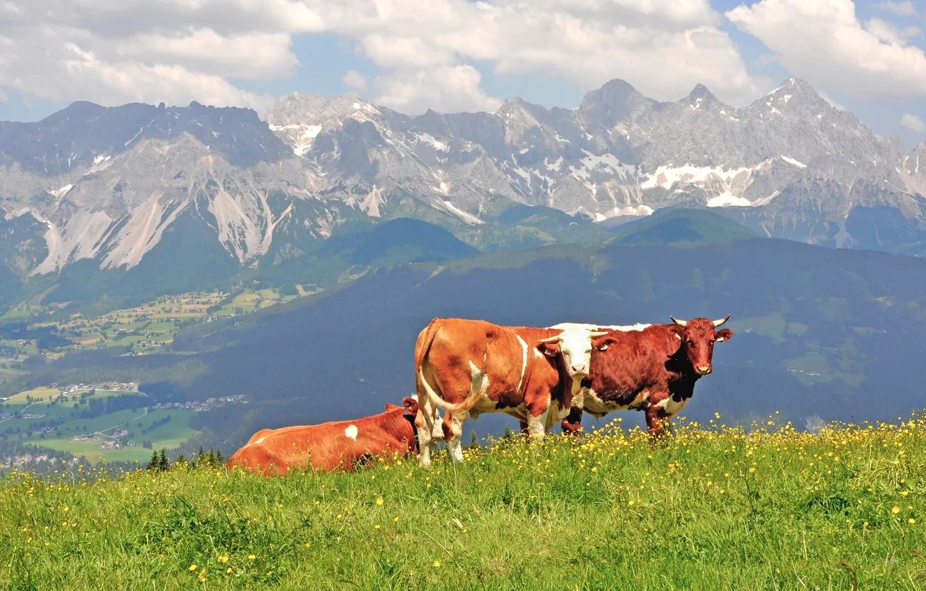 Фото обои горы, природа, коровы