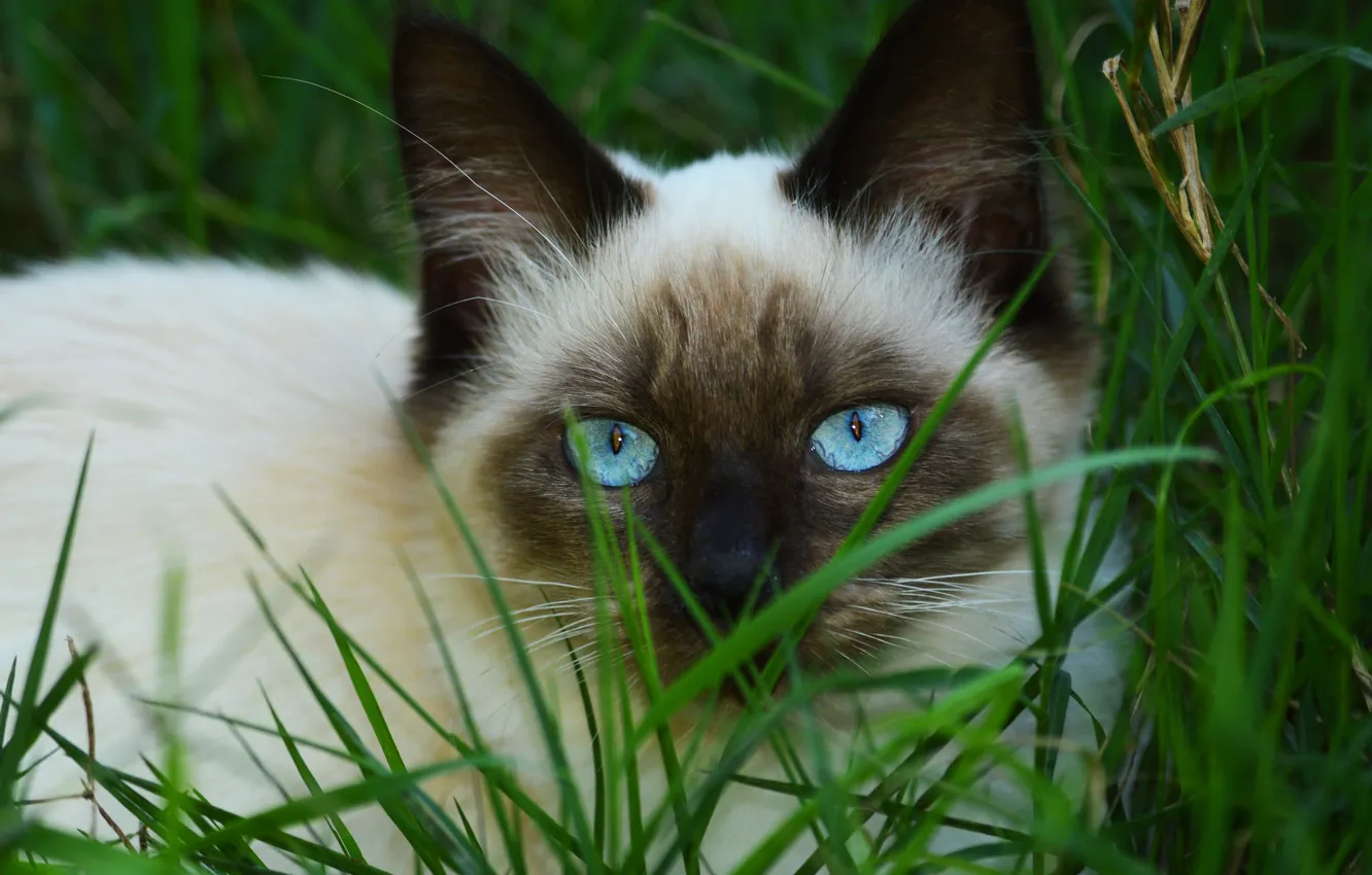Фото обои кошка, трава, кот, взгляд, морда, котенок, портрет, котёнок