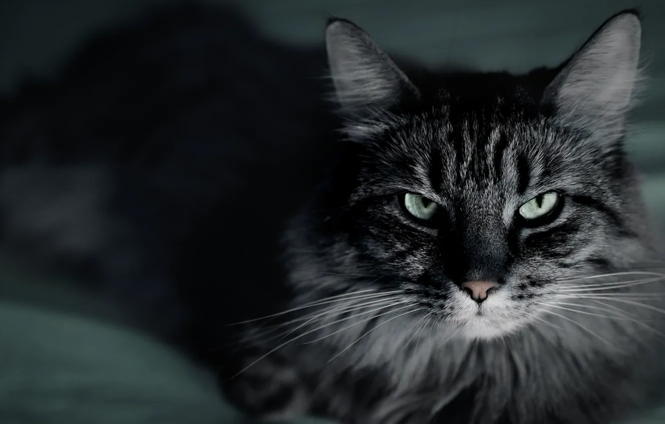 Фото обои кошка, кот, усы, макро, крупный план, темный фон, серый, полосатый