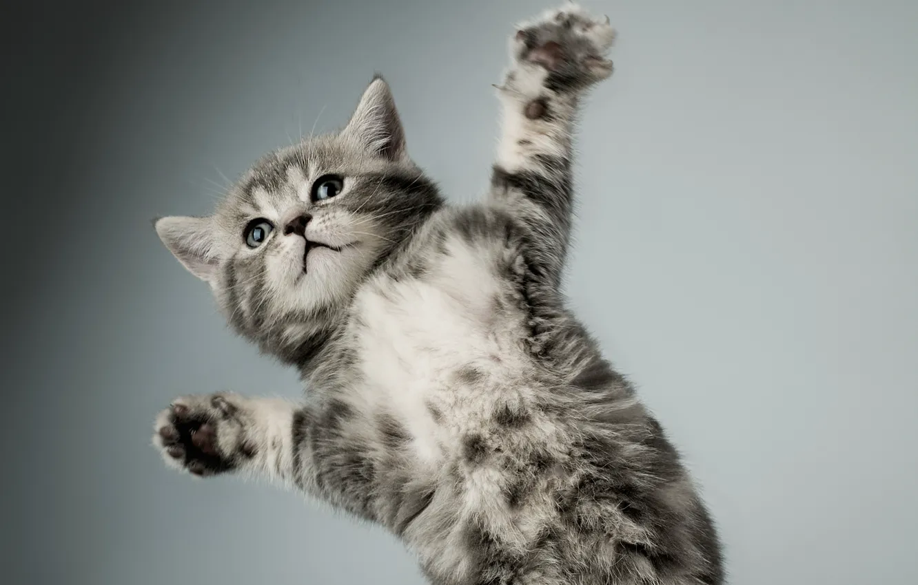 Фото обои кошка, белый, котенок, серый, лапы