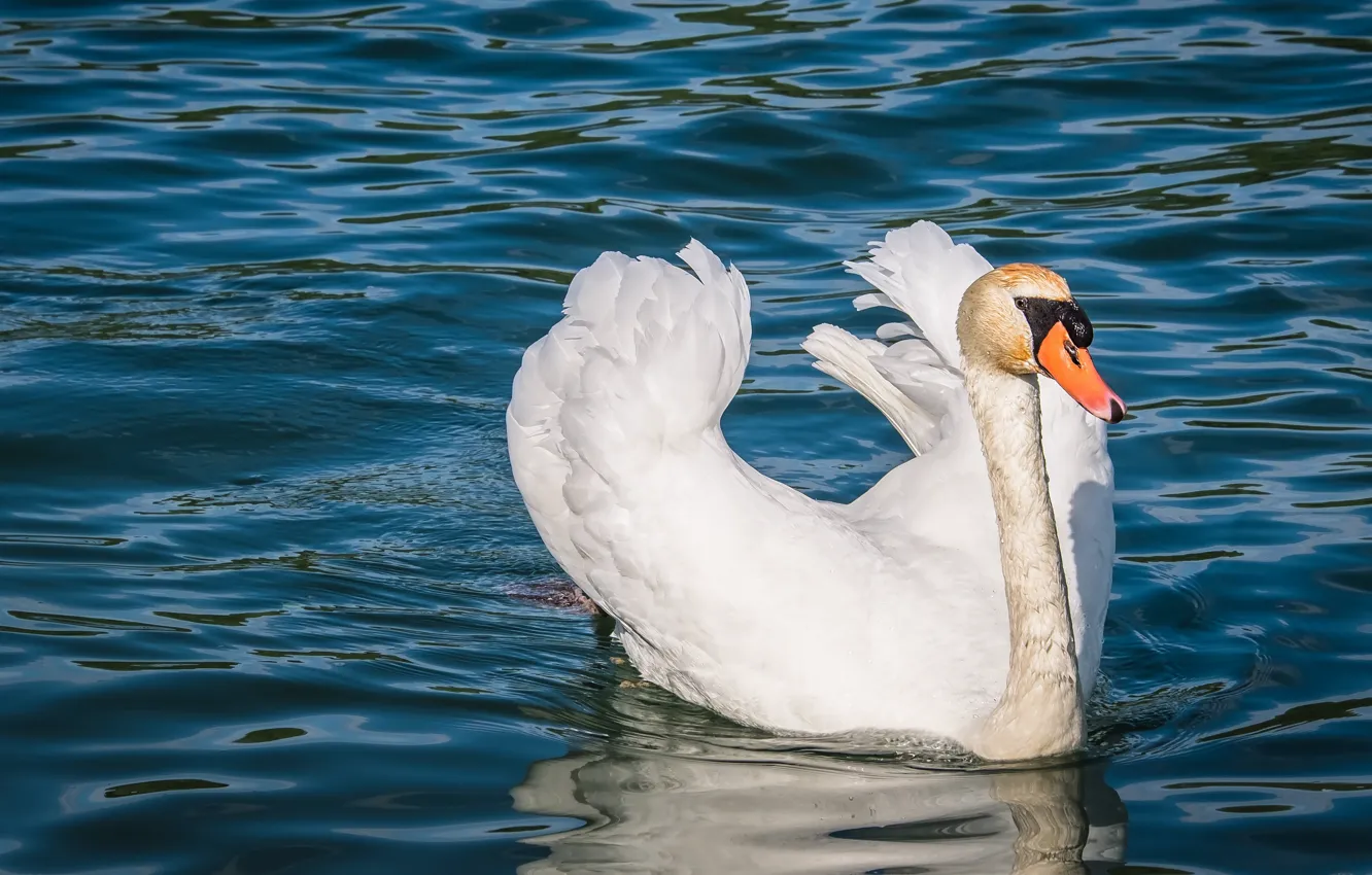 Фото обои белый, птица, лебедь, водоем, плавание