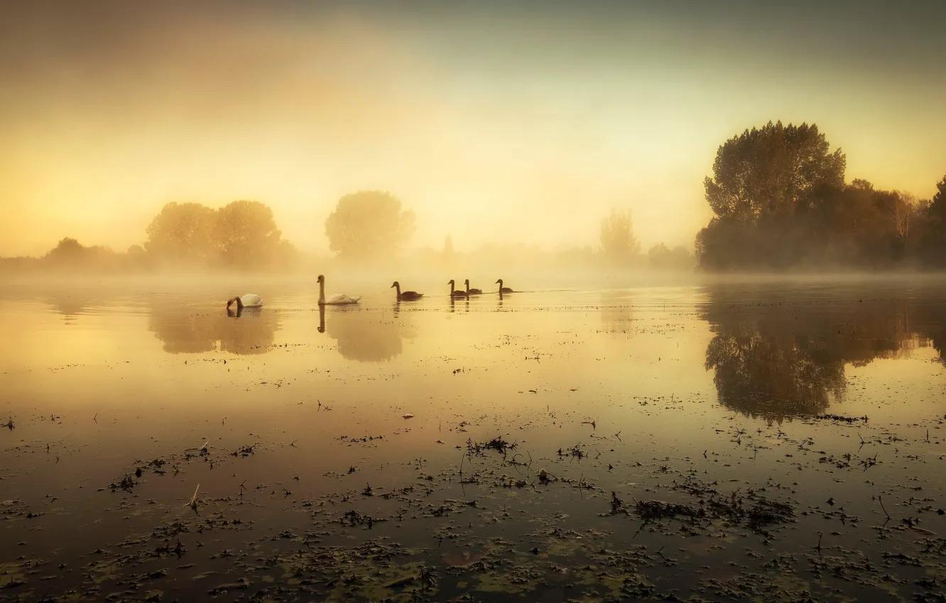 Фото обои деревья, птицы, туман, берег, утро, лебеди, водоем