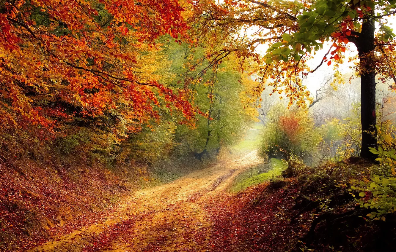 Фото обои forest, road, nature, autumn