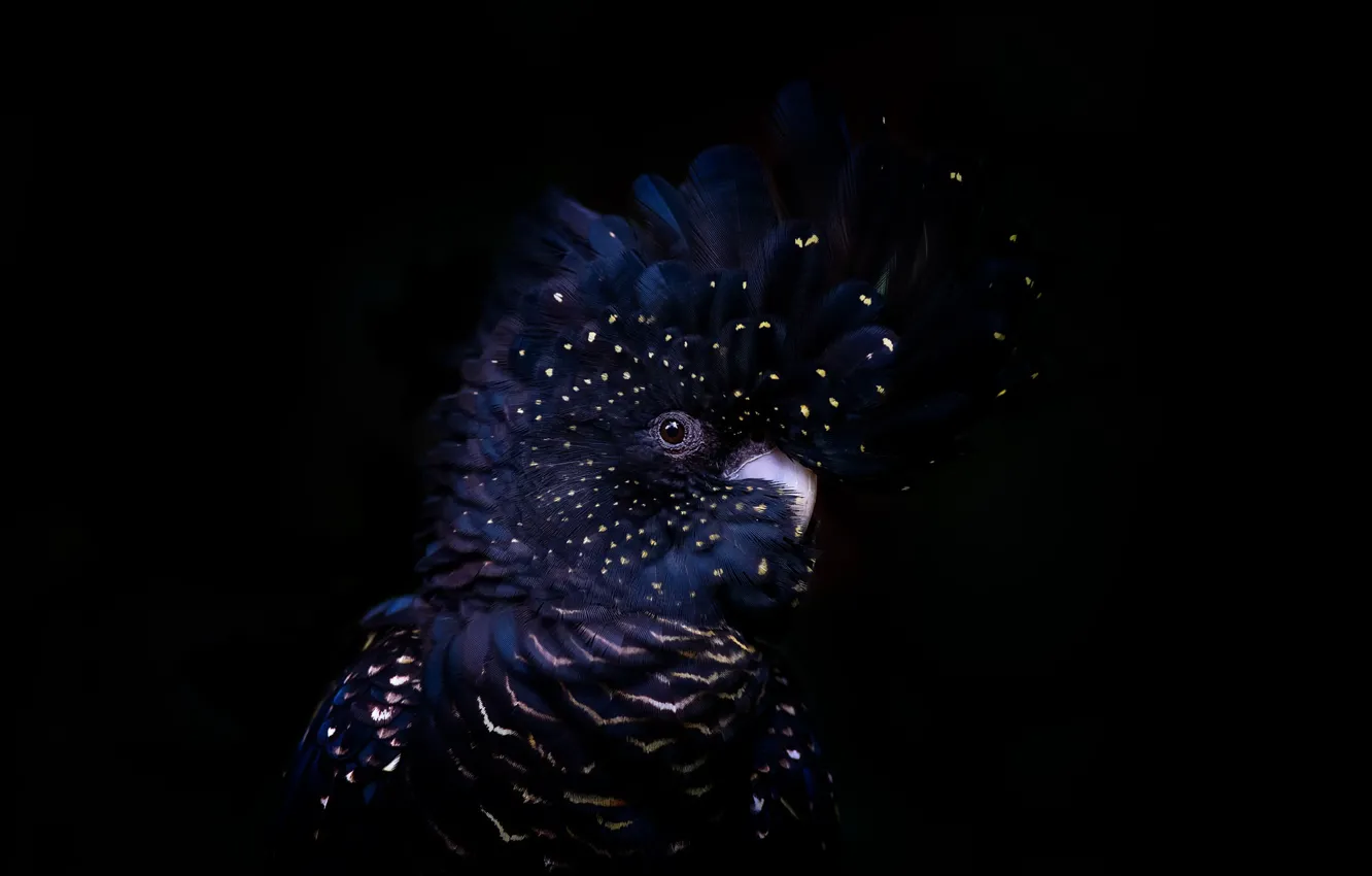 Фото обои фон, птица, Red-tailed black cockatoo