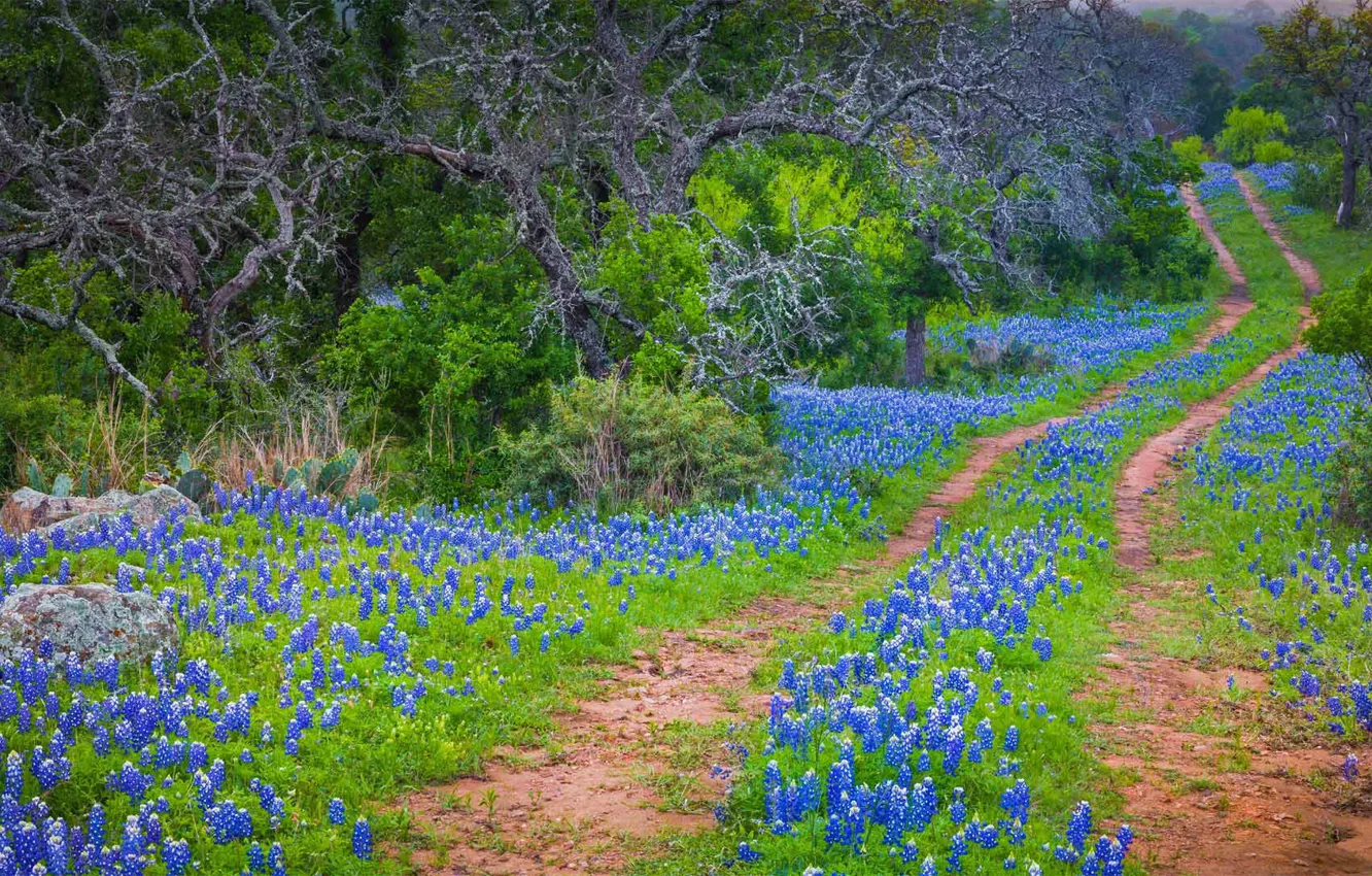 Фото обои дорога, цветы, весна, США, Техас, парк штата, техасский люпин, Инкс Лейк
